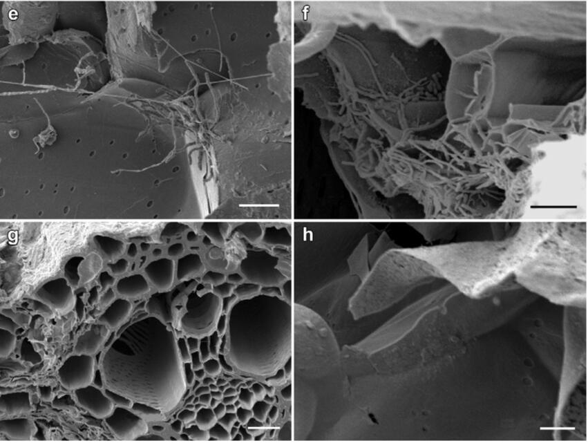 SEM Biochar 2